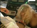 Americká pornostar Jenna Jameson
